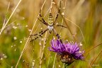 Mund Spinne